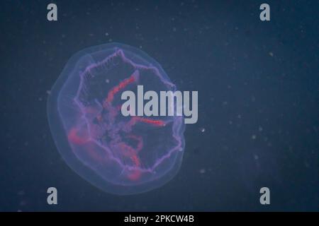 A moon jelly in the Baltic Sea harbour of Sassnitz, Germany Stock Photo