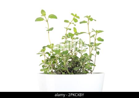 Oregano, potted young plant, in a white pot. Origanum vulgare, a culinary herb and the staple herb of Italian cuisine. Stock Photo