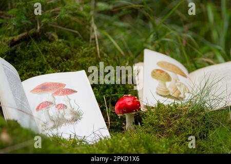 Identify mushrooms with mushroom book Stock Photo