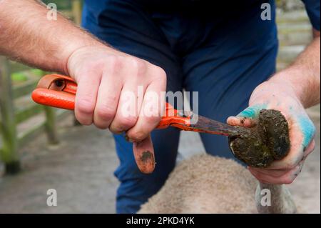 Sheep farming, trimming and inspecting sheep feet, with foot trimmers, Lancashire, England, United Kingdom Stock Photo