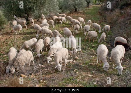 Sheep farming, flock grazing, Sierra de Segura Mountains, Yeste, Castilla la Mancha, Spain Stock Photo