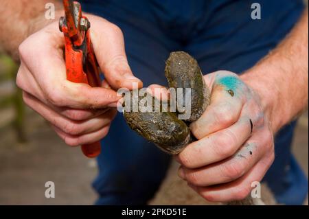 Sheep farming, trimming and inspecting sheep feet, with foot trimmers, Lancashire, England, United Kingdom Stock Photo