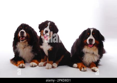 Bernese Mountain Dog, male with puppy, 3 months Stock Photo