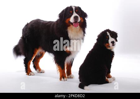 Bernese Mountain Dog, male with puppy, 3 months Stock Photo