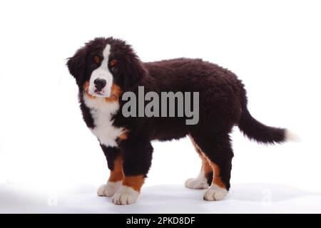 Bernese Mountain Dog, puppy, 3 months Stock Photo
