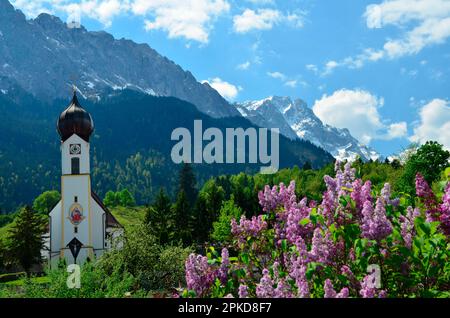 Zugspitzgruppe, Zugspitze, Waxensteine, Lilac bush, village church, Werdenfels, Grainau, Bavaria, Germany Stock Photo