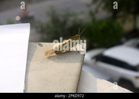 Oriental migratory locust (Locusta migratoria manilensis) enjoying morning sun : (pix Sanjiv Shukla) Stock Photo