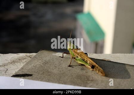 Oriental migratory locust (Locusta migratoria manilensis) enjoying morning sun : (pix Sanjiv Shukla) Stock Photo