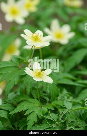 Anemonoides nemorosa, wood anemone, windflower, perennial, white flowers with pronounced stamens Stock Photo