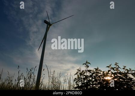 1 Wind turbine next to a dark storm cloud. Setting sun shines through nettles. Low angle view. From behind. Stock Photo