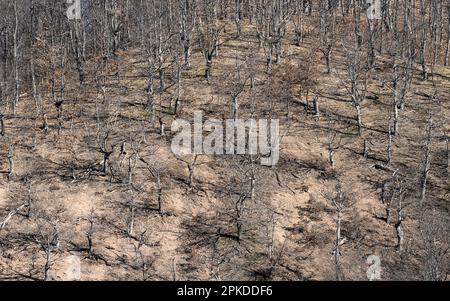 Đurići, Šekovići, Bosnia and Herzegovina – February 2023: Forest besides R455a to Bečani Stock Photo