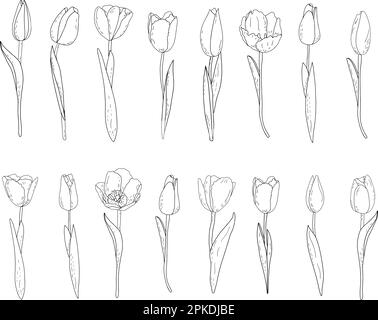 Hand-drawn vector set of outline tulips with shading  Stock Vector
