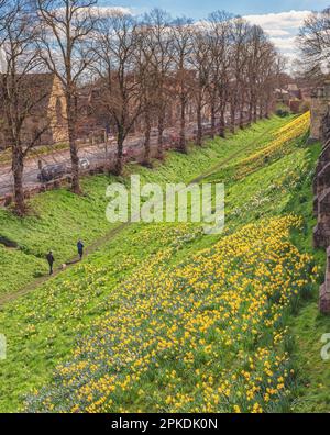 A host of daffodils are on the embankment of the ancient York city walls.  A tree lined road is on the left and a sky with cloud is above. People walk Stock Photo