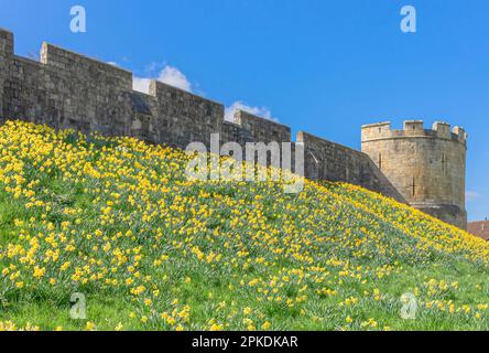 A host of yellow daffodils are on the embankment of the ancient York city walls.  A round tower is at the end of the wall and a clear sky is above. Stock Photo