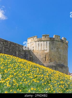 A host of yellow daffodils are on the embankment of the ancient York city walls.  A round tower is at the end of the wall and a clear sky is above. Stock Photo