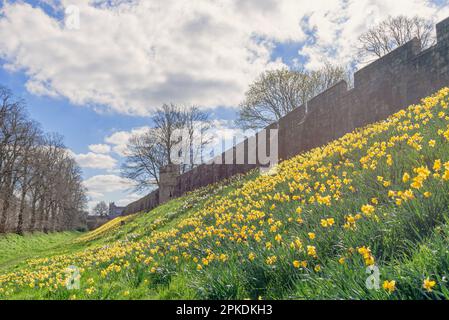 A host of daffodils are on the embankment of the ancient York city walls.  A tree lined road is on the left and a sky with cloud is above. People walk Stock Photo