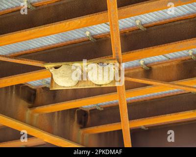 Under the bridge hang artificial nests for swallows. Birdhouse for swallows. Stock Photo