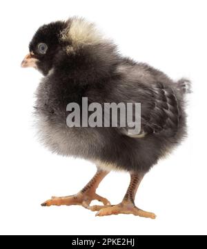 Dominique chicken chick that looks really surprised at what someone said Stock Photo