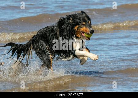 Southport, Merseyside, 07.04.2023  7 year old Welsh Border Collie 'Rudy" is just having the best day ever retrieving his tennis ball from the sea on the golden shores of Southport Beach in Merseyside.   Credit: Cernan Elias/Ģ����ý Live News Stock Photo