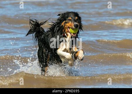 Southport, Merseyside, 07.04.2023  7 year old Welsh Border Collie 'Rudy" is just having the best day ever retrieving his tennis ball from the sea on the golden shores of Southport Beach in Merseyside.   Credit: Cernan Elias/Ģ����ý Live News Stock Photo