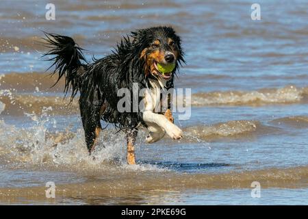 Southport, Merseyside, 07.04.2023  7 year old Welsh Border Collie 'Rudy" is just having the best day ever retrieving his tennis ball from the sea on the golden shores of Southport Beach in Merseyside.   Credit: Cernan Elias/Ģ����ý Live News Stock Photo