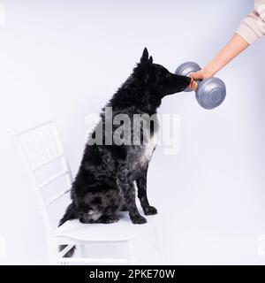 Mudi black dog in a white studio with dumbbell, active animal Stock Photo