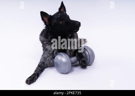 Mudi black dog in a white studio with dumbbell, active animal Stock Photo