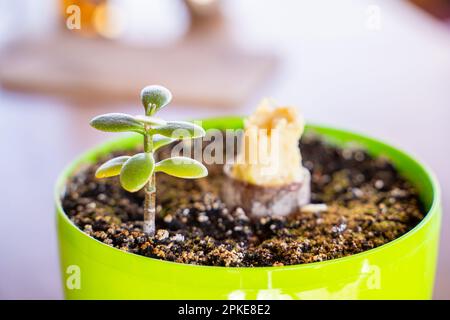 A new young seedling of Crassula in a pot against the background of a broken old plant. Improper care of indoor plants. Overflow of ovoid crassula wit Stock Photo