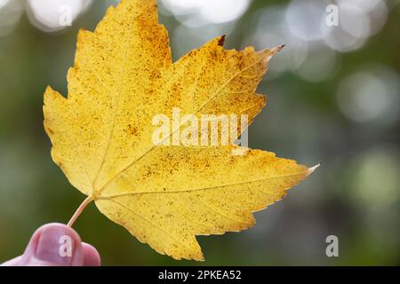 Selective focus - Liquidambar styraciflua autumn leaf in a woman's hand, blurred background - autumnal background Stock Photo