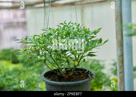 Chili pepper tree growing in potted plant Stock Photo - Alamy