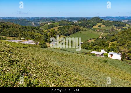 Valley with forest, farms and vineyards, Otavio Rocha, Flores da Cunha, Rio Grande do Sul, Brazil Stock Photo