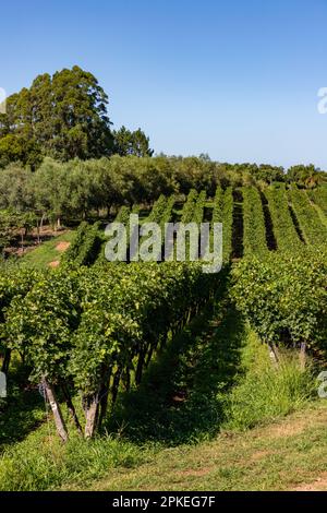 Vineyard with trees in background, Otavio Rocha, Flores da Cunha, Rio Grande do Sul, Brazil Stock Photo
