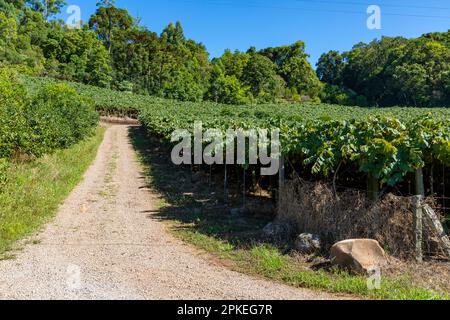 Road in a vineyard with trees in background, Otavio Rocha, Flores da Cunha, Rio Grande do Sul, Brazil Stock Photo
