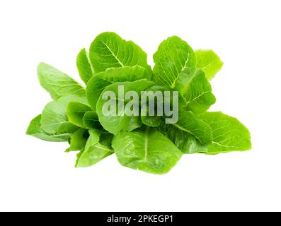 Fresh baby cos, green lettuce isolated on white background Stock Photo