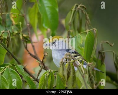 Chestnut-sided warbler (Setophaga pensylvanica) at Las Cruces Biological Station, Costa Rica Stock Photo