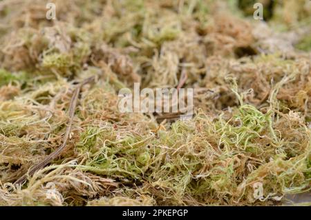 Dried phagnum or sphagnum moss, also bog moss and quacker moss. Stock Photo