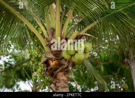 coconut tree palm with coconuts. Coconut on tree to make drink or coconut milk. Young coconuts hanging on tree. Stock Photo