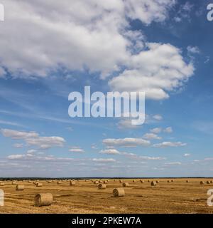 agricultural field with prickly straw from wheat, the grain from which was collected for food, wheat field on a Sunny summer day, sky Stock Photo