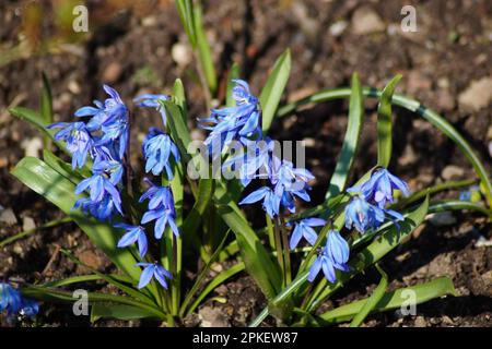 Blue stars bloom in spring Stock Photo