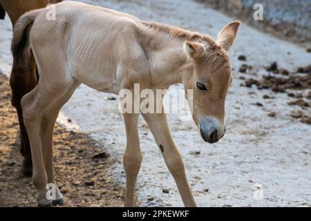 Colt of horse przewalski, Wild horse, Przewalski's horses are the only wild relatives of horses living now. Stock Photo