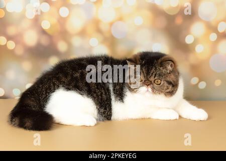 A beautiful exotic shorthair cat plays on the colorful festive background of the studio. Color black tabby with white Stock Photo