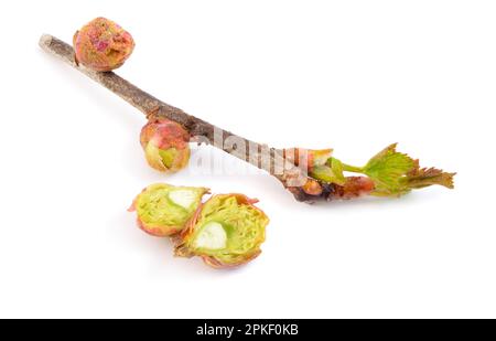 Affected currant buds. Cecidophyopsis ribis. Isolated on white background Stock Photo