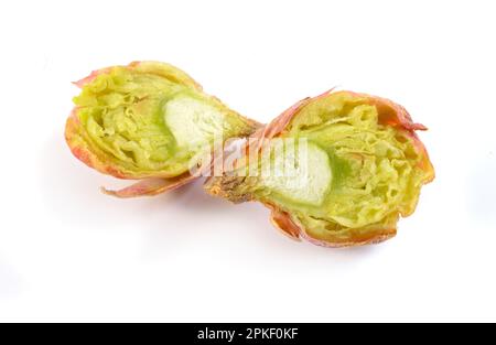 Affected currant buds. Cecidophyopsis ribis. Isolated on white background Stock Photo