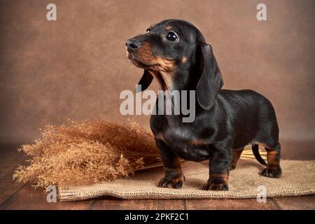 small dachshund puppy of black and tan color stands and looks at the camera on brown background Stock Photo