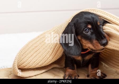 very young puppy of a wire-haired dachshund sleeps on bed under blanket. Cute pets Stock Photo
