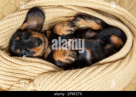 very young puppy of a wire-haired dachshund sleeps on bed under blanket. Cute pets Stock Photo
