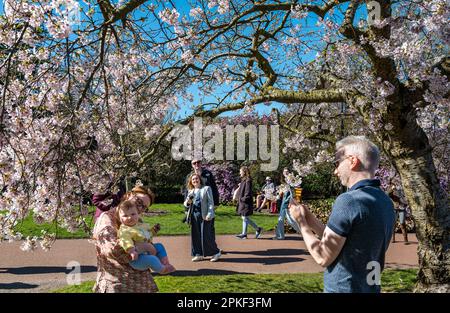 Royal Botanic Garden, Edinburgh, Scotland UK, 7th April 2023. UK Weather: Spring blossom: the glorious sunshine on Good Friday brings visitors to the Botanics, with a couple with a baby the Yoshino cherry tree blossom (Prunus × yedoensis). Credit: Sally Anderson/Alamy Live News Stock Photo