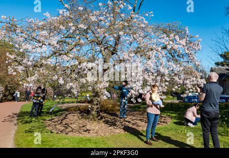 Royal Botanic Garden, Edinburgh, Scotland UK, 7th April 2023. UK Weather: Spring blossom: the glorious sunshine on Good Friday brings visitors to the Botanics, with a couple with a baby the Yoshino cherry tree blossom (Prunus × yedoensis). Credit: Sally Anderson/Alamy Live News Stock Photo