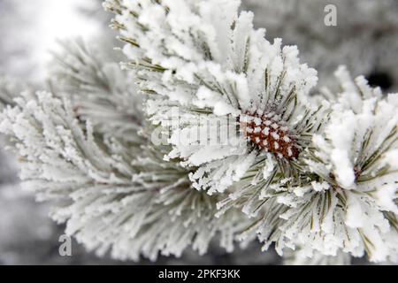 WA24179-00....WASHINGTON - Snow covered trees in the Okanogan-Wenatchee National Forest. Stock Photo