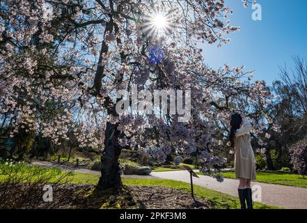 Royal Botanic Garden, Edinburgh, Scotland UK, 7th April 2023. UK Weather: Spring blossom: the glorious sunshine on Good Friday brings visitors to the Botanics, with a young Asian woman by the Yoshino cherry tree blossom (Prunus × yedoensis). Credit: Sally Anderson/Alamy Live News Stock Photo